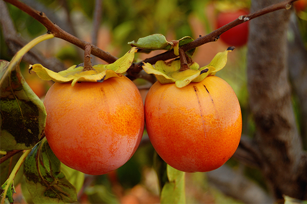 The properties and benefits of persimmon - Entrenosotros