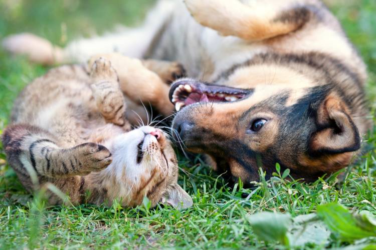 Desparasitar a los animales, una cuestión de salud