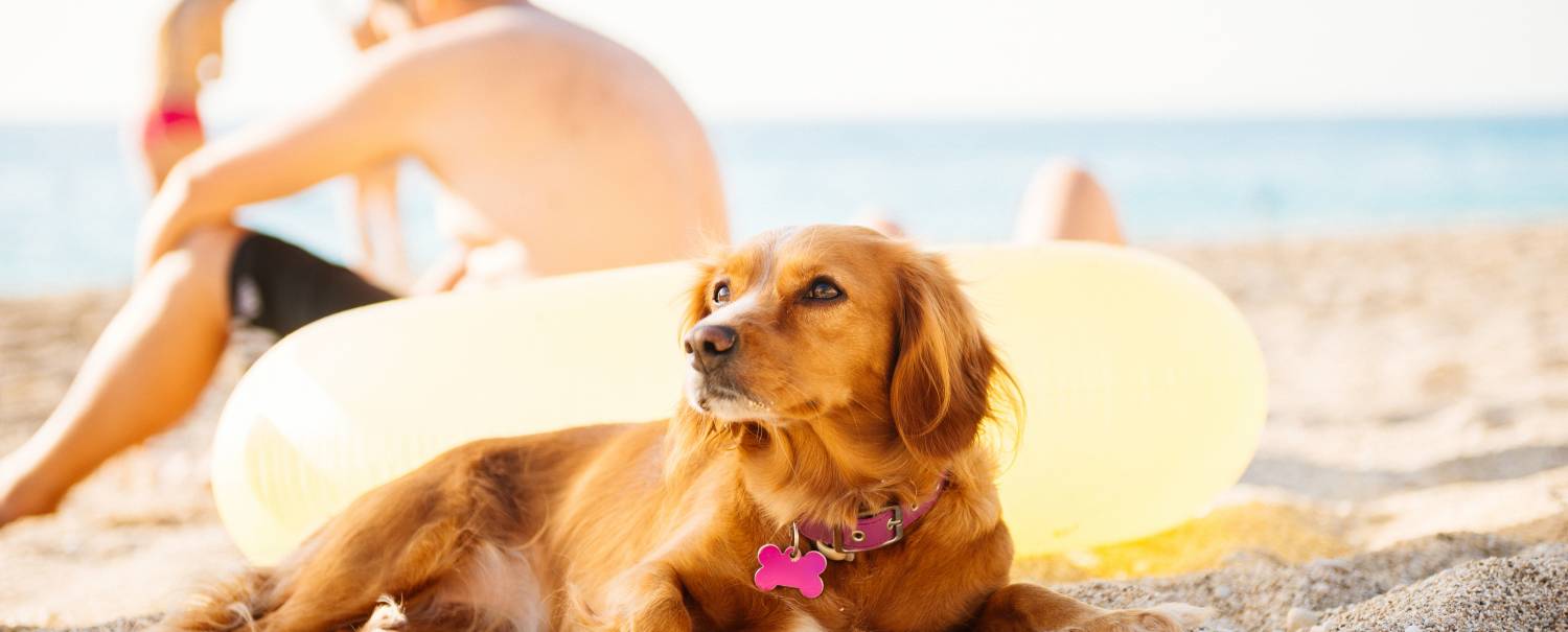 playas para perros en españa