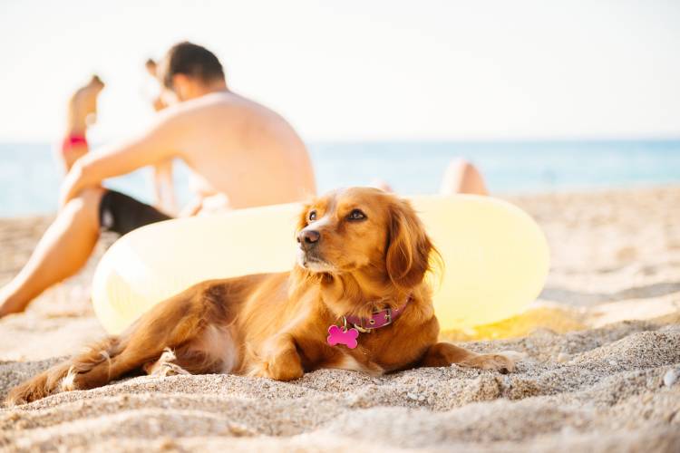 playas para perros en españa