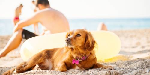 playas para perros en españa