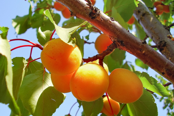 Characteristics and varieties of apricots - Iberiana