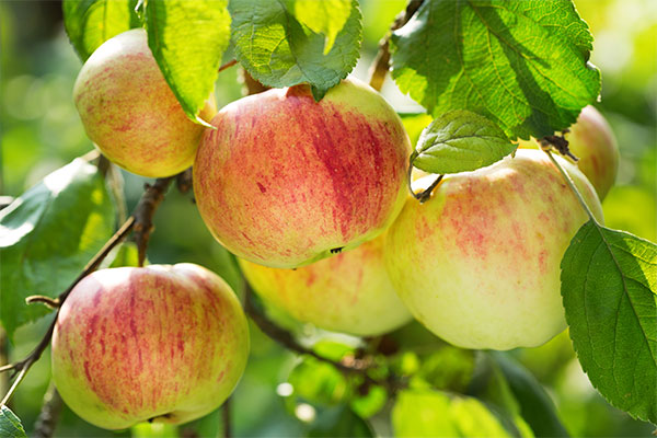 Tipos de manzanas