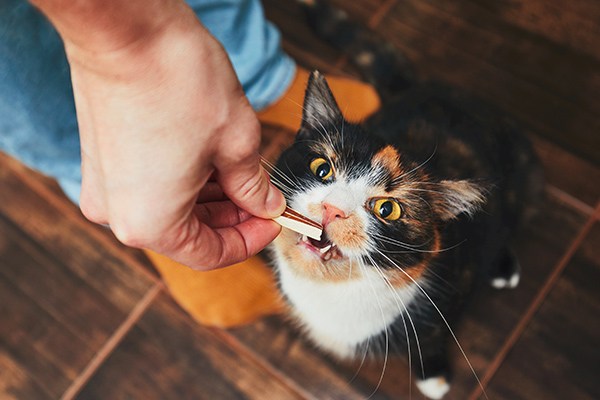 Alimentos prohibidos para perros y gatos