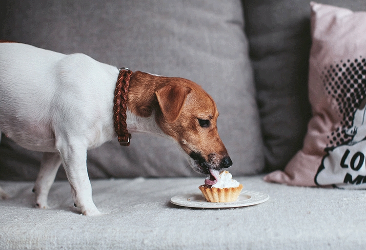 Are Loquats Poisonous To Dogs