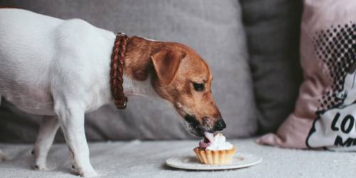 Alimentos prohibidos para perros y gatos