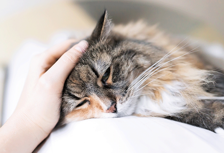 Cuida de la salud de tu mascota