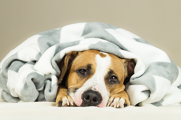 Cuida de la salud de tu mascota