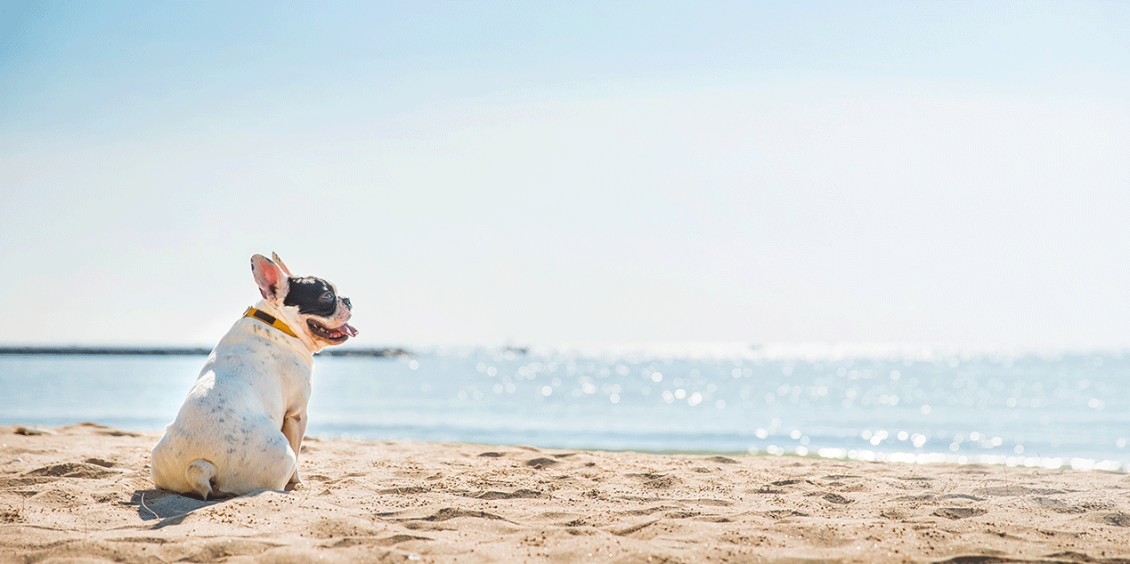 un perro puede sobrevivir a un golpe de calor