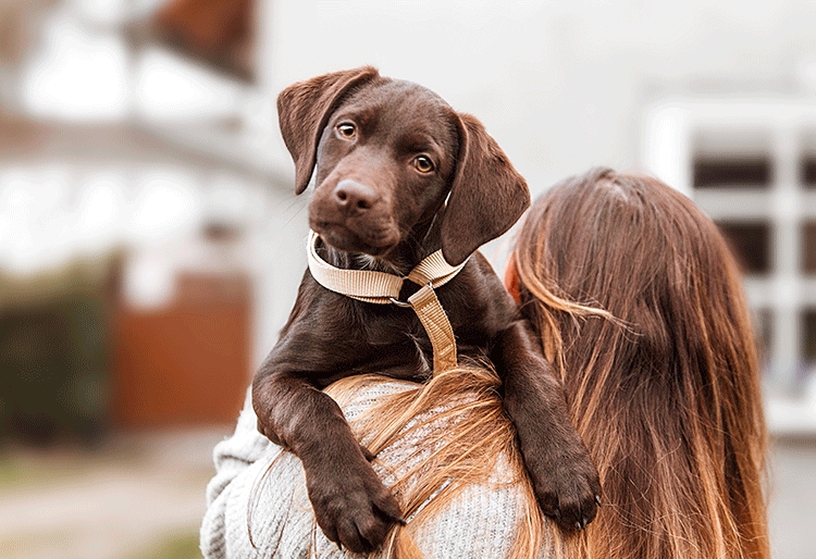 Derechos de los animales: leyes y normativas