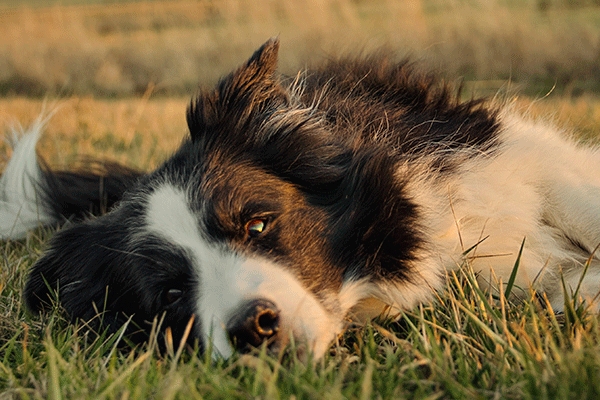 Derechos de los animales: leyes y normativas