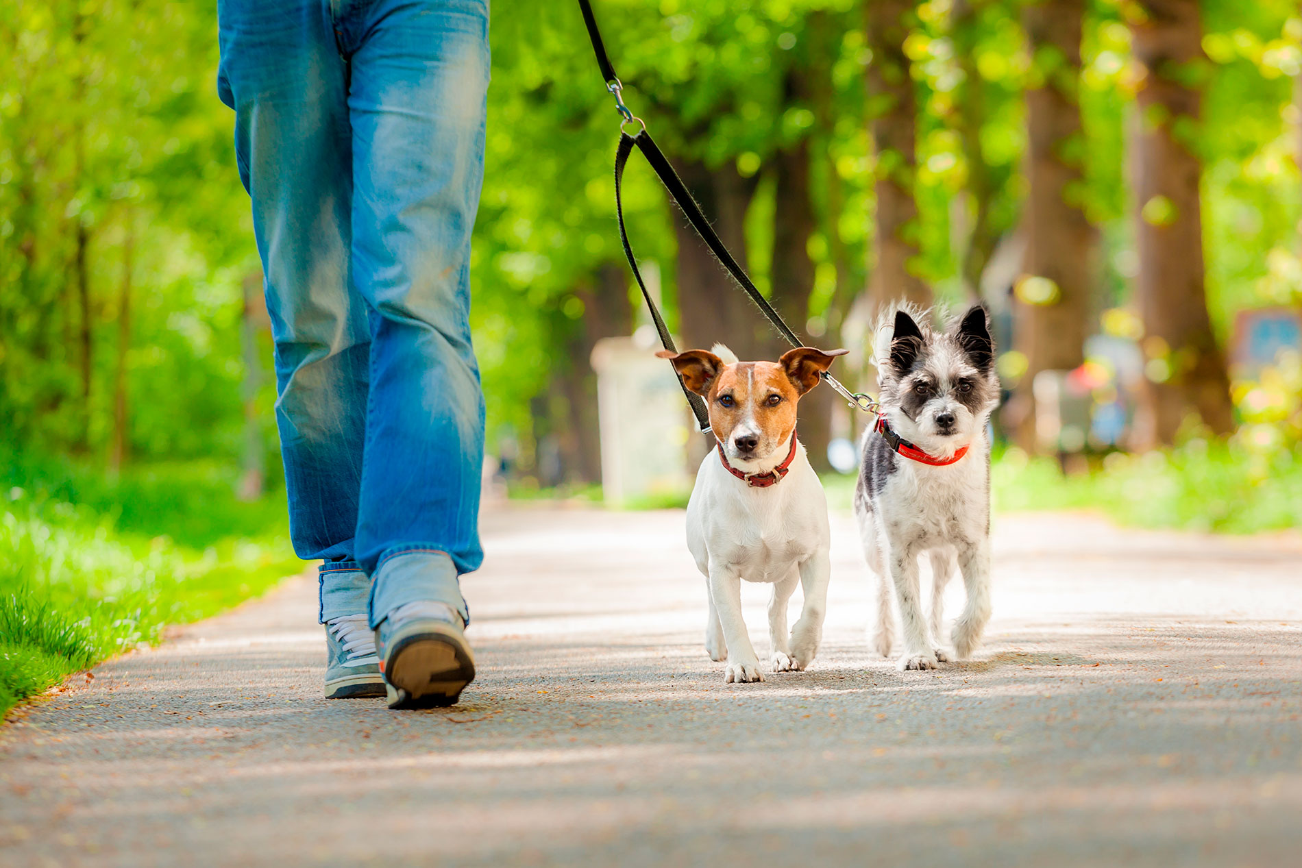 Cómo pasear al perro - Entrenosotros | Consum