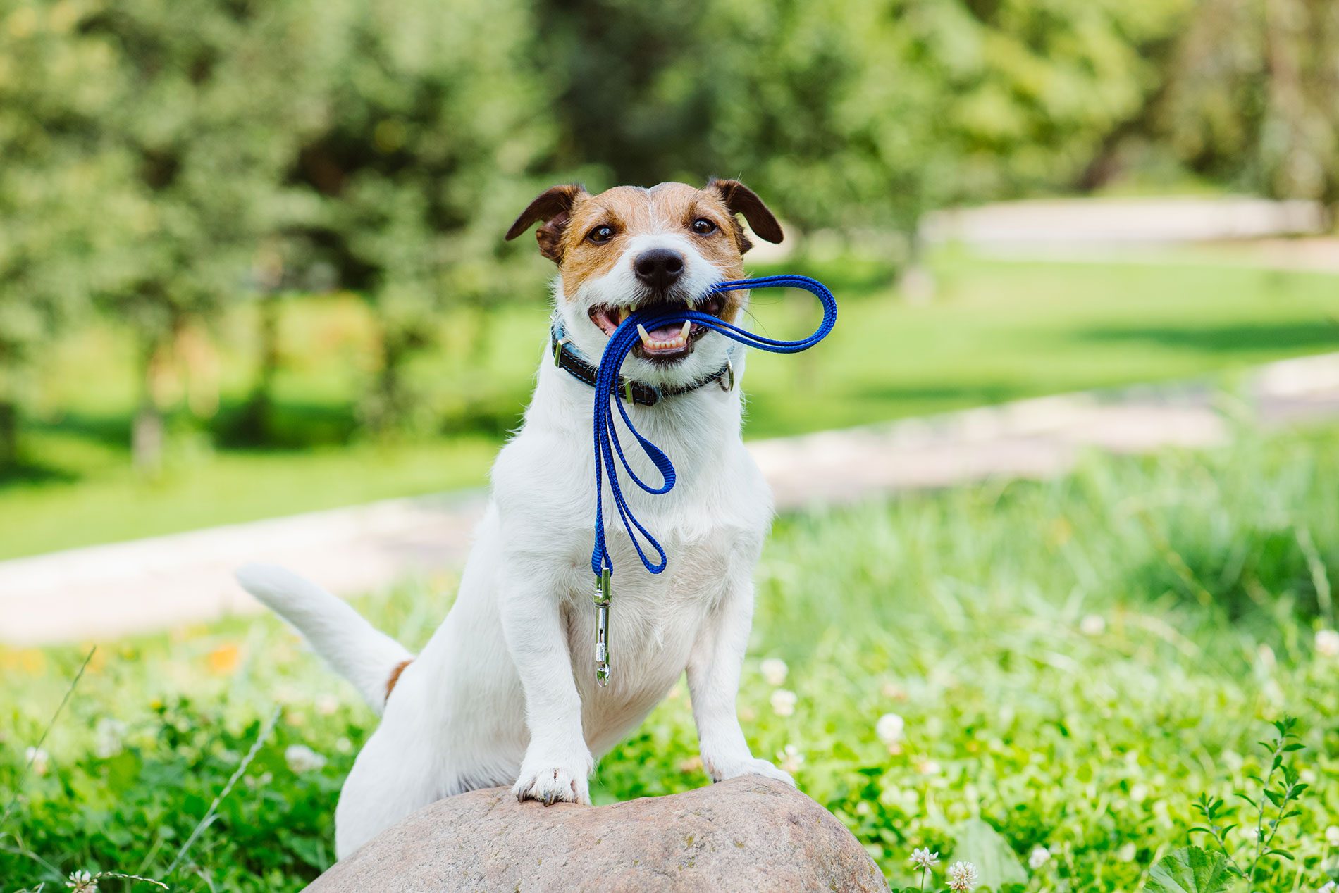 Cómo pasear al perro - Entrenosotros | Consum