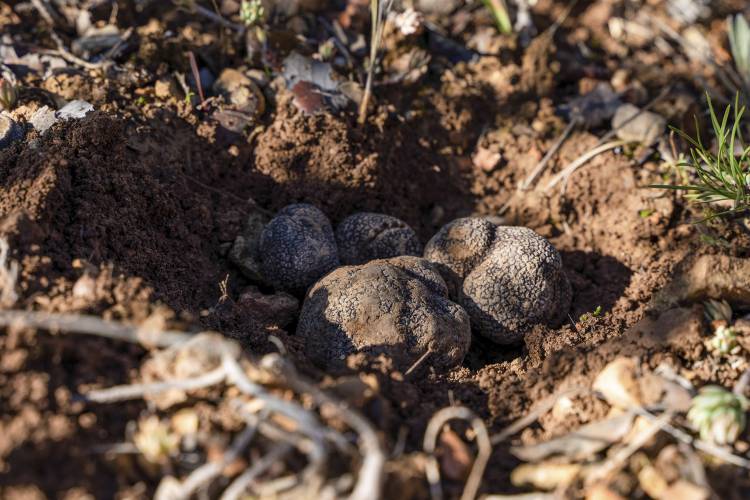 trufas3mesadetrabajo1_Mediano.jpg