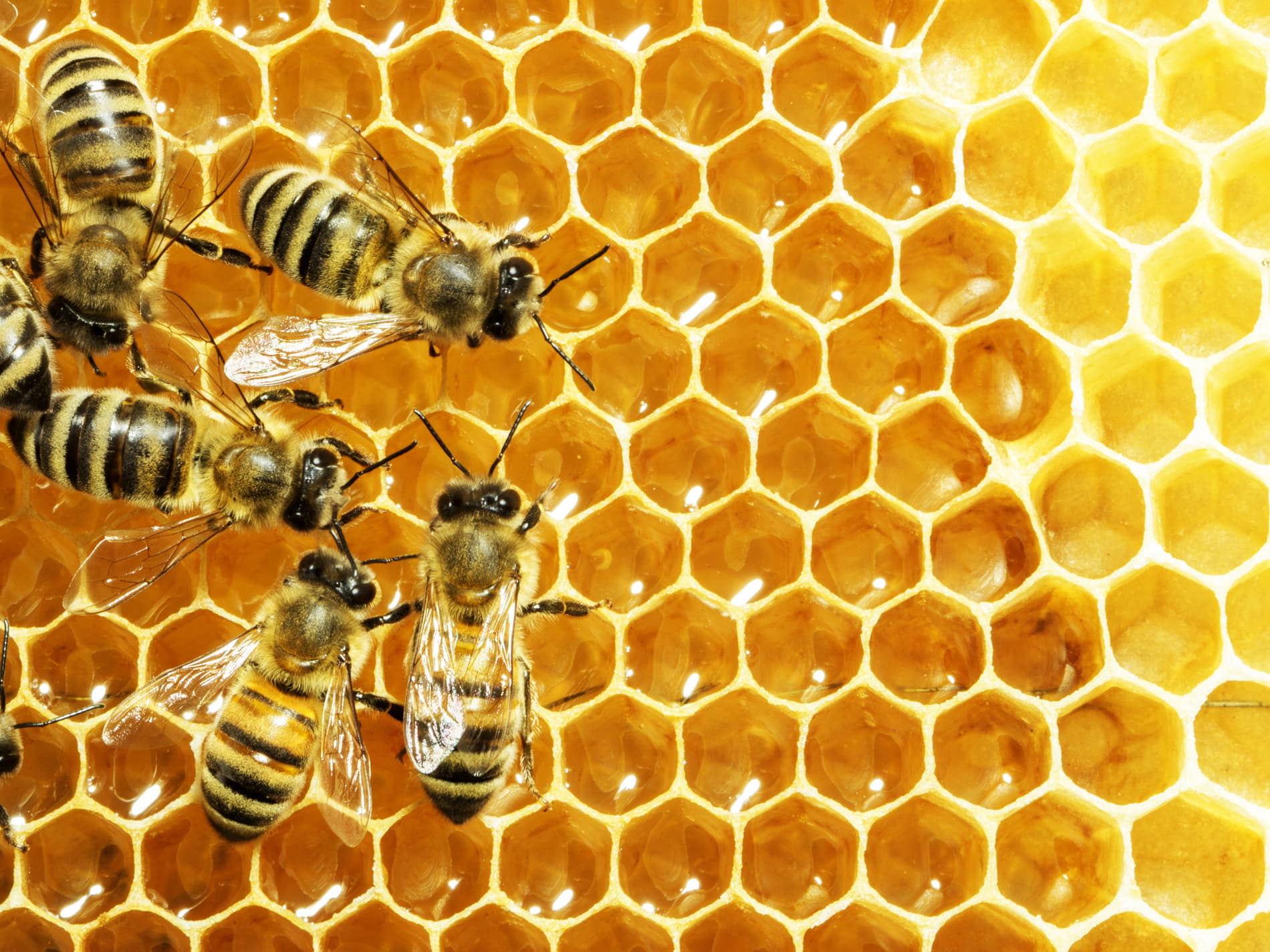 Què fan les abelles - Entrenosotros | Consum