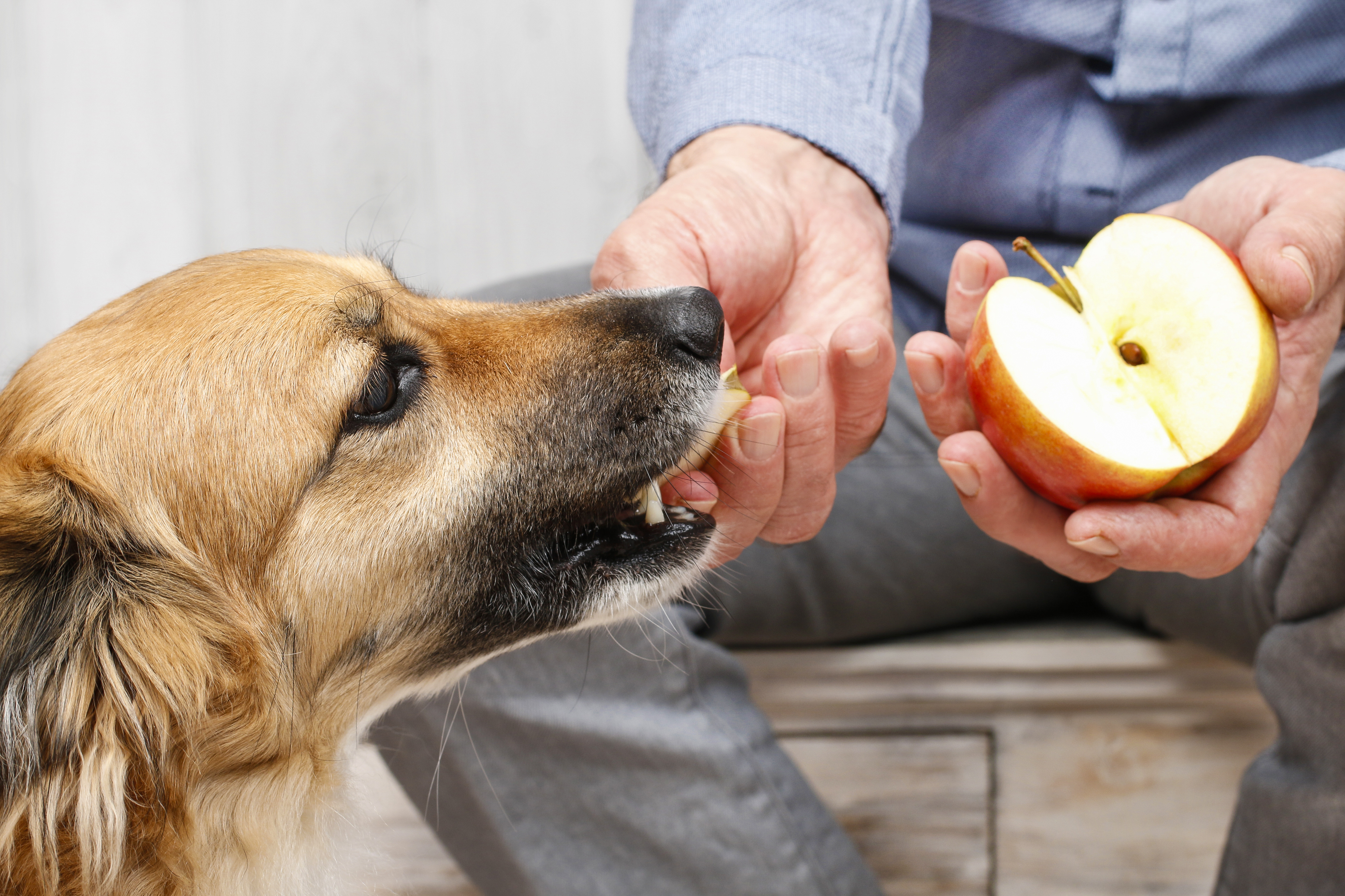 Можно собакам яблоки свежие. Еда для собак. Собака кушает. Собака ест овощи и фрукты. Пища собак.