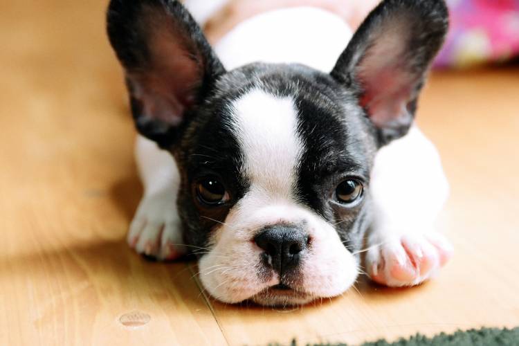 Small dog breeds that don't grow - Entrenosotros | Consum - Entrenosotros |  Consum