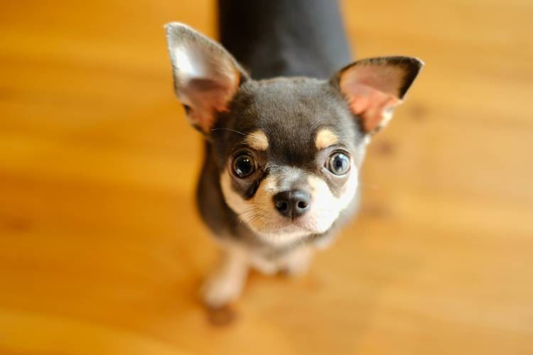 Miniature dogs shop that dont grow