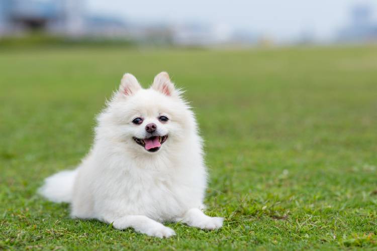 Miniature dogs store that dont grow