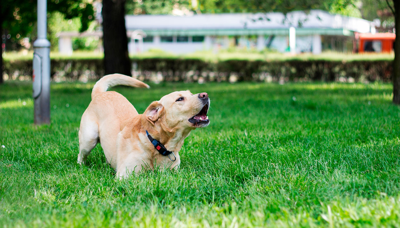 do dogs speak different languages